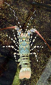 'Lobster' by Asienreisender